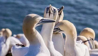 开云官网APP——开启奢华购物新体验