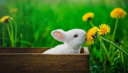 开云官网APP——开启奢华购物新体验